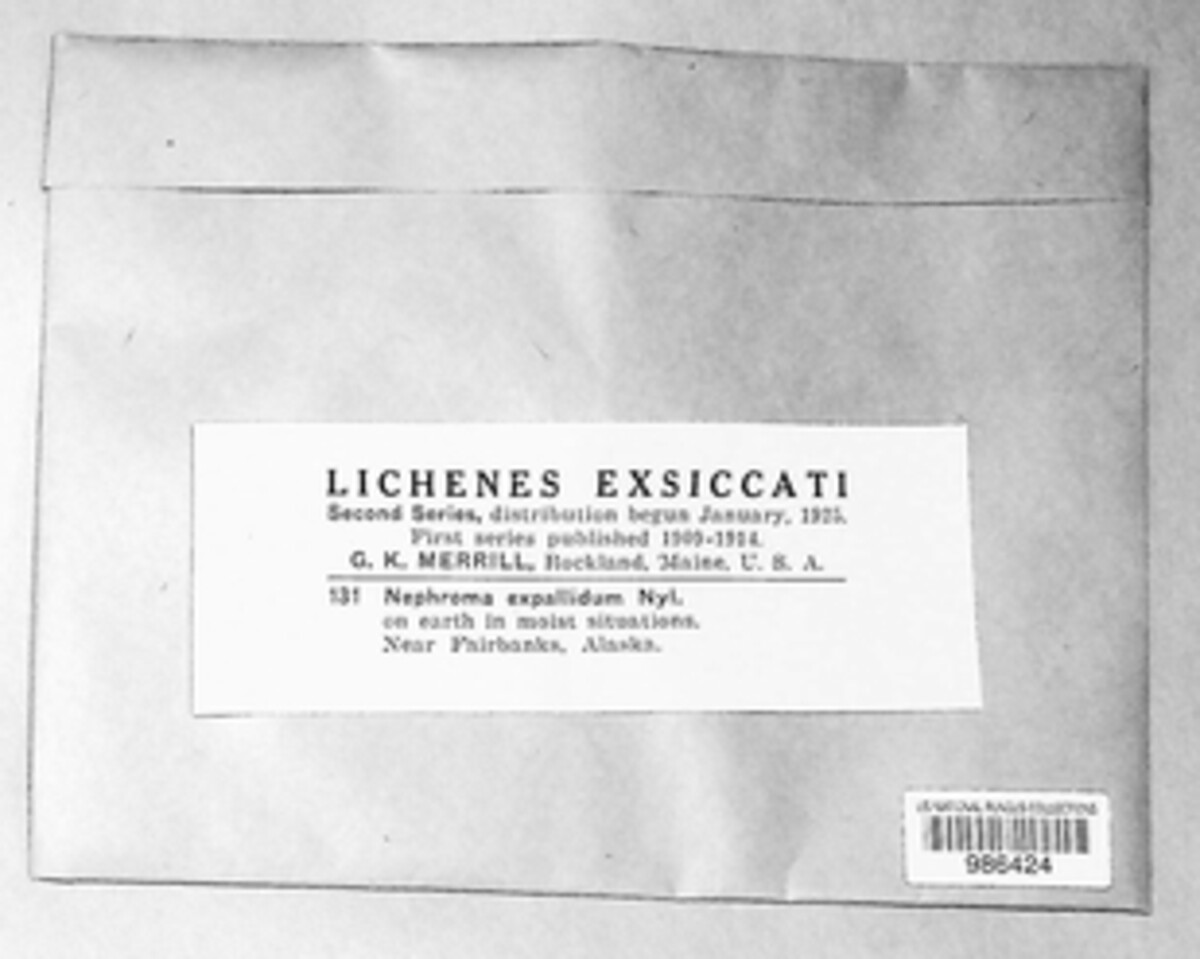Nephroma expallidum image